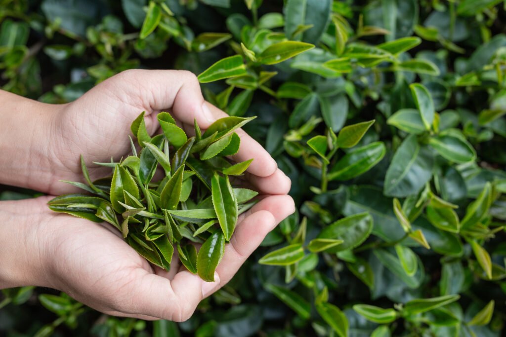 tea picker woman's asian hands close up,pretty tea picking gi
